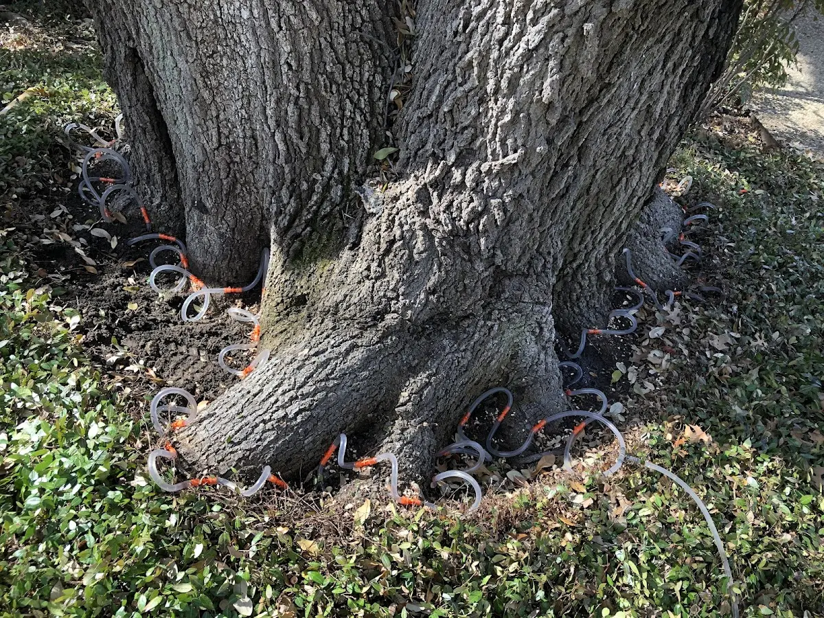 Detailed Tree Cabling and Bracing job site in Mont Alto